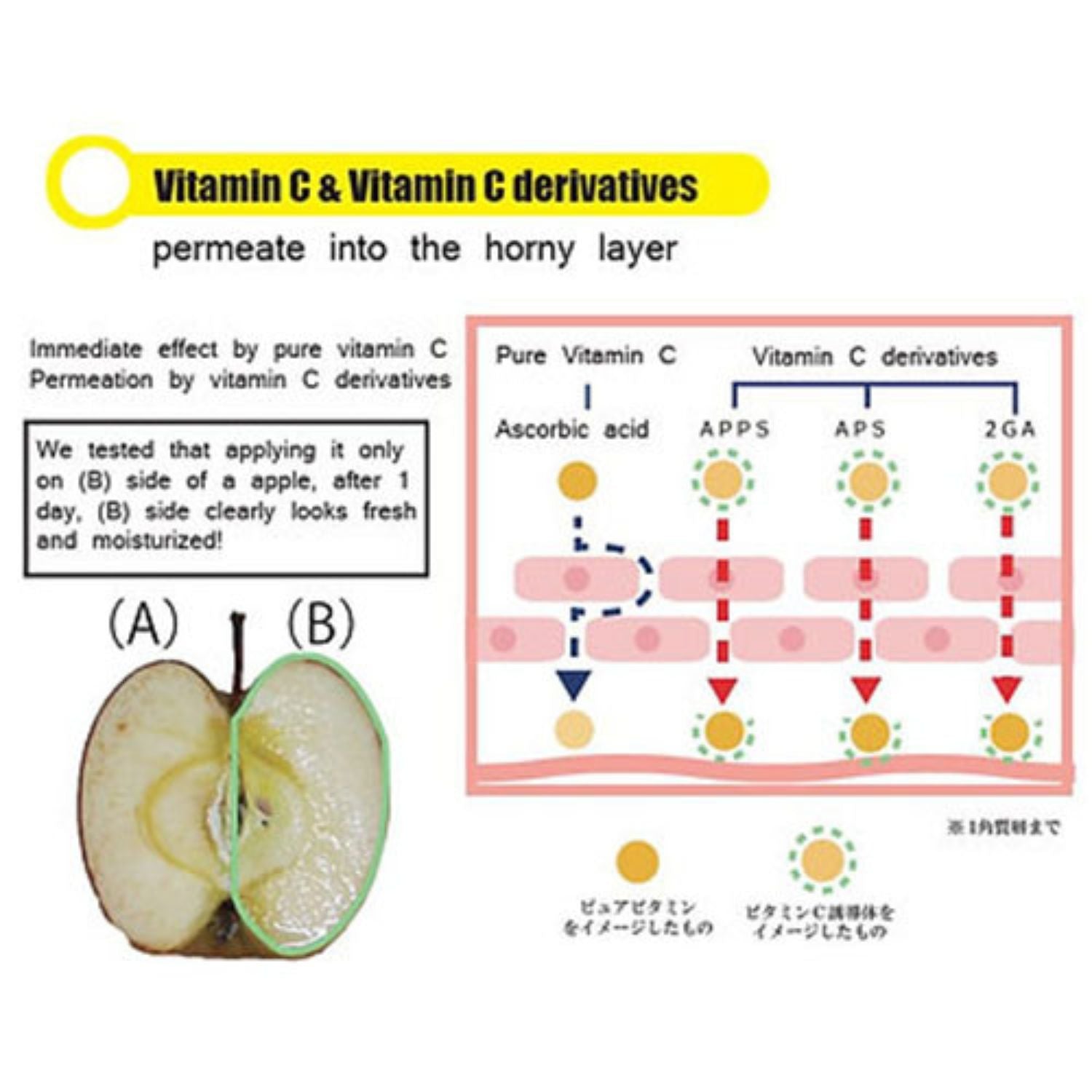 C・C・LABO PREMIUM SERUM 20ml